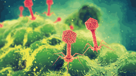 Bakteriophagen © Shutterstock