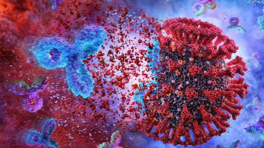 SARS-CoV-2 Antikörper © Shutterstock