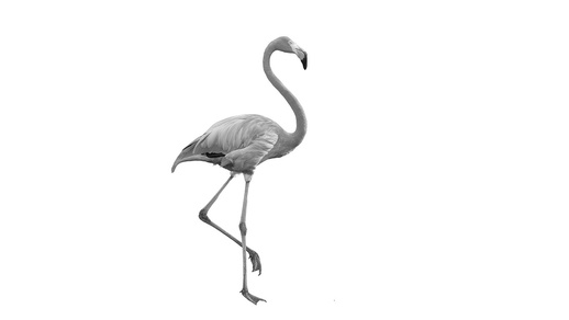 Flamingo © Shutterstock