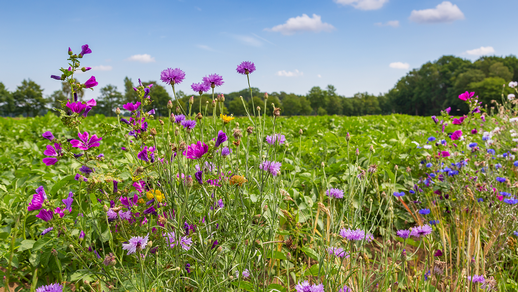 Blumenwiese © Shutterstock