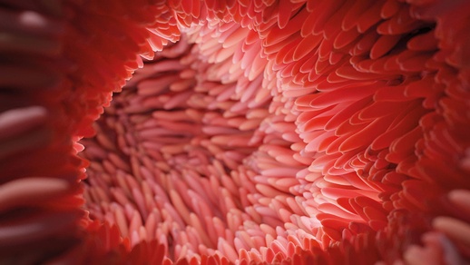 An den Ver­änderungen der Darmstruktur ist das RANK/RANKL-System maßgeblich beteiligt. © Shutterstock