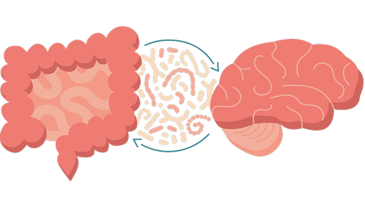 Darm-Hirn-Achse © Shutterstock