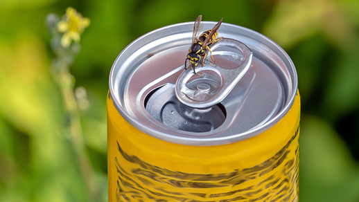 Wespe auf Getränkedose © Shutterstock