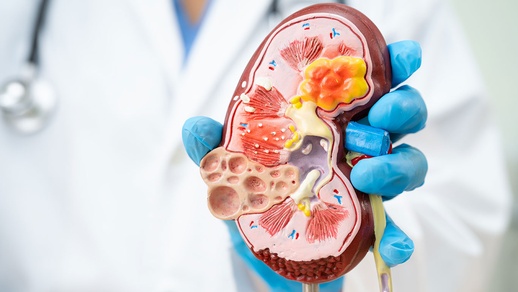 Niere © Shutterstock