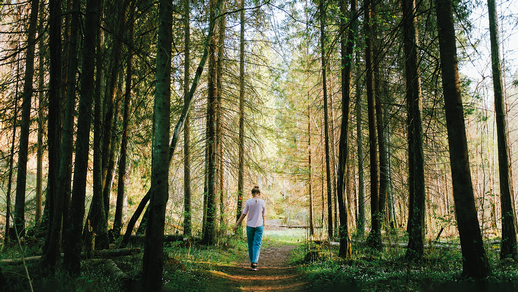 Im Wald © Shutterstock
