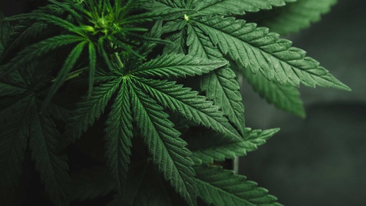 Cannabis Pflanze © shutterstock