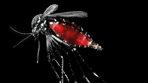 In Wien und Graz gibt es bereits etablierte Populationen der Asiatischen Tigermücke, die auch den heimischen Winter überstehen können. © Shutterstock