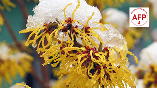 Hamamelis © Shutterstock/APOVERLAG