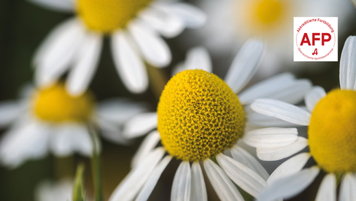 Kamille © Shutterstock/APOVERLAG