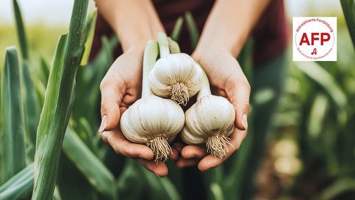 Knoblauch © Shutterstock/APOVERLAG