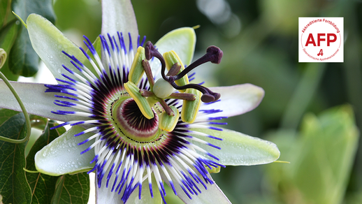 Passionsblume &copy; Shutterstock/APOVERLAG