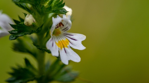 Euphrasia – Augentrost  © Shutterstock