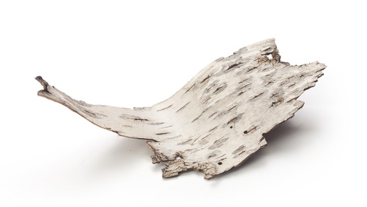 Birkenrinde © Shutterstock