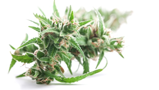 Cannabispflanze © Shutterstock