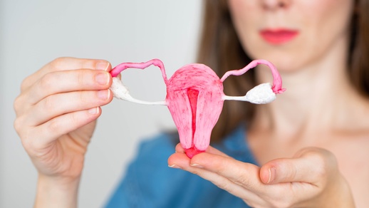 Das Modell einer Gebärmutter. © Shutterstock