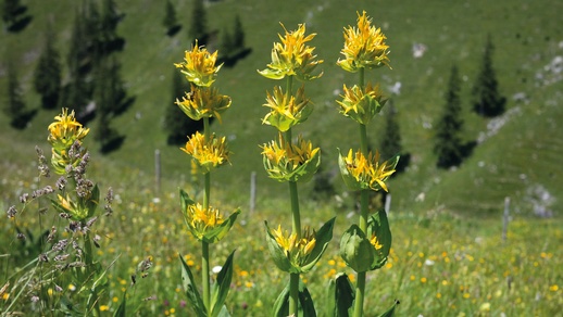 Gelber Enzian (Gentiana lutea L.) in Vollblüte © Pixabay/Hans Braxmeier