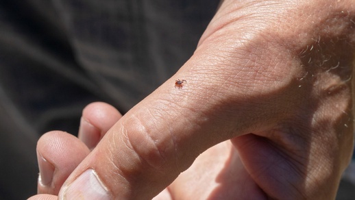 Überträger der Lyme-Borreliose sind Zecken. © Shutterstock