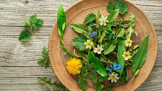 Vorsicht bei Wildkräutersalaten: Beinwell und Borretschblätter sollten wegen der PA besser nicht konsumiert werden. © Shutterstock