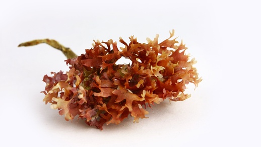 Carragelose © Shutterstock