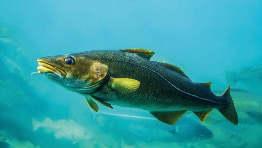 Die Haut des Island-Kabeljau soll v. a. Patient:innen mit chronischen Wunden helfen. © Shutterstock
