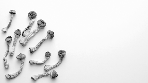 Pilze © Shutterstock