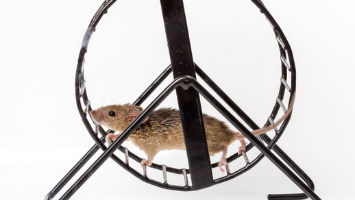 Hamsterrad © Shutterstock