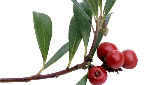 Bärentrauben © Shutterstock