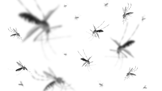 Mücken © Shutterstock