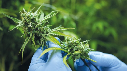 Cannabis © Shutterstock