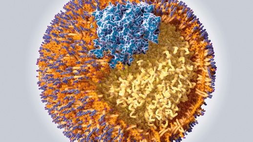 Cholesterin ist ein polyzyklischer Alkohol aus der Gruppe der Steroide. Für Transportvorgänge muss Cholesterin „verpackt“ werden: Im Blut dienen die Lipoproteine als Transportvehikel, in der Galle die Gallensäuren oder Mizellen. © Shutterstock