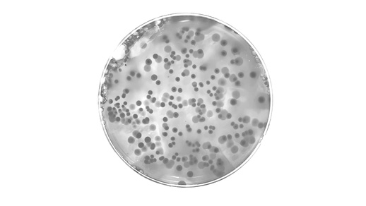 Darmbakterien © Shutterstock