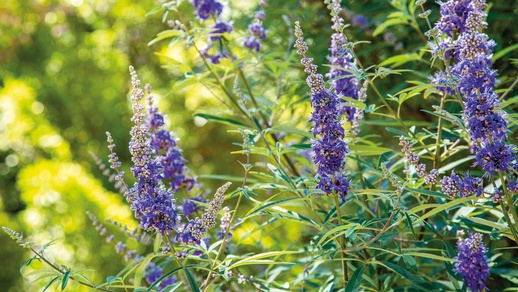 Mönchspfeffer © Shutterstock