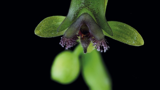 Apotheker Dr. Robert Münz ist der Namensgeber der durch ihn neu entdeckten Spezies. © Beigestellt