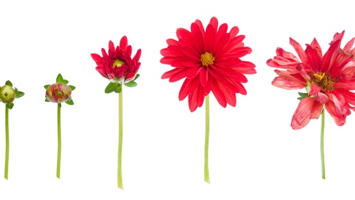 Blumen © Shutterstock