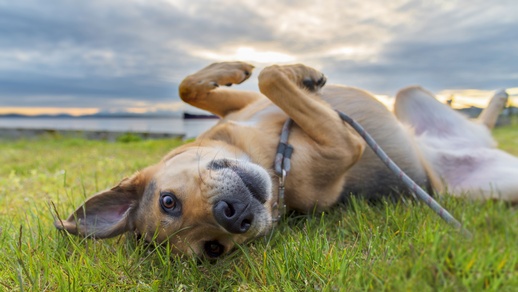 Hund im Gras © Shutterstock