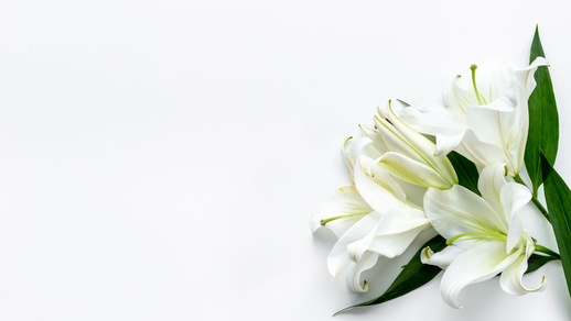 Blume © Shutterstock