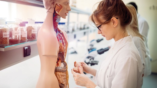 Werden Studierende nur anhand männlicher Anatomie unterrichtet, habe das laut den Forscherinnen Einfluss auf die Behandlung von Frauen. © Shutterstock