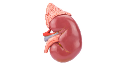 ANCA-assoziierte Vaskulitis ist eine seltene Erkrankung. © Shutterstock