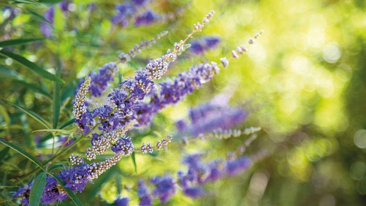 Mönchspfeffer © Shutterstock