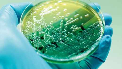 Keimschale © Shutterstock