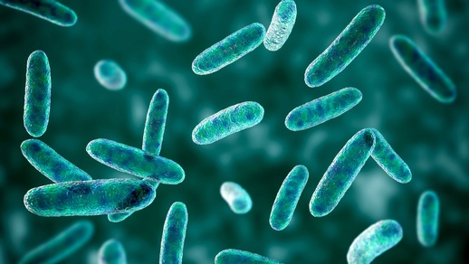 Bakterien Citrobacter © Shutterstock