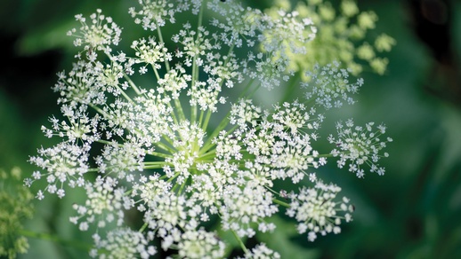 Doldenblütler sind durch den charakteristischen Blütenstand leicht zu erkennen.  © Shutterstock