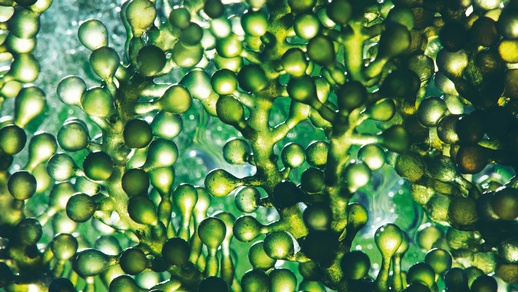 Algenöle werden aus Mikroalgen gewonnen und dienen als direkte pflanzliche Quelle für Omega-3-Fettsäuren.  © Shutterstock