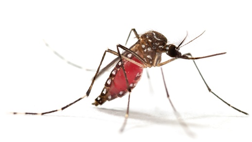 Mücke © Shutterstock