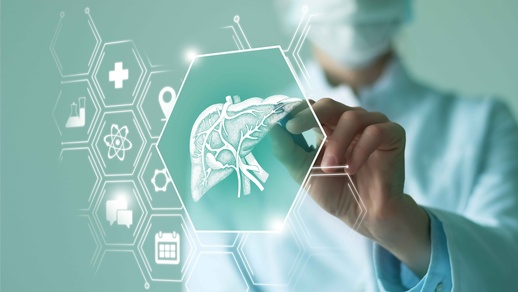 Leber © Shutterstock