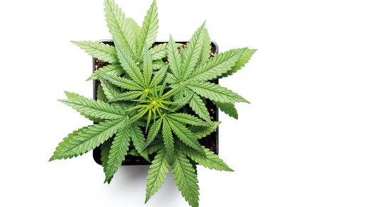 Cannabis © Shutterstock