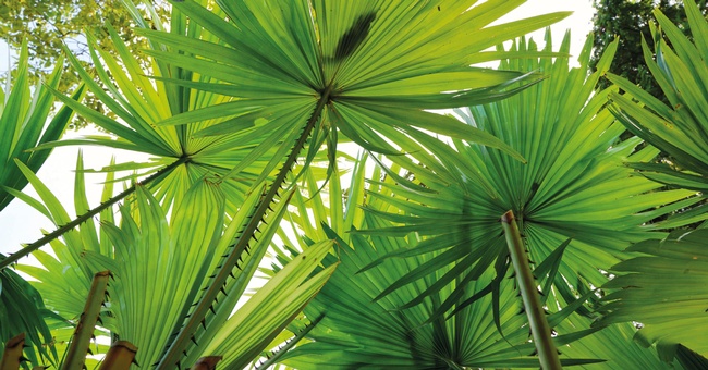 S&auml;gepalme &copy; Shutterstock