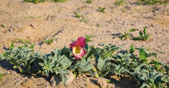 Afrikanische Teufelskralle &copy; Shutterstock