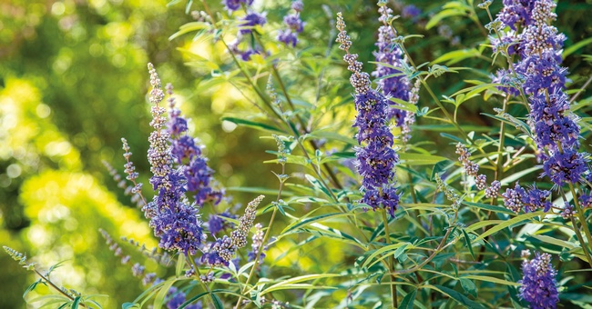 Mönchspfeffer © Shutterstock