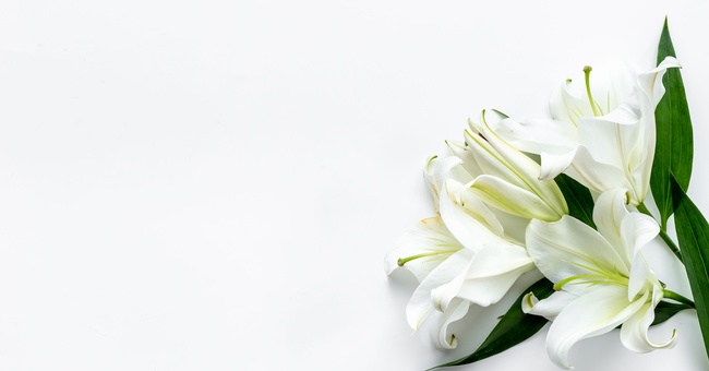 Blume © Shutterstock
